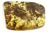 Fossil Cockroach (Blattodea) In Debris-Filled Baltic Amber - Rare! #272166-1